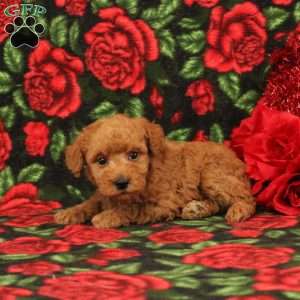 Sebastion, Miniature Poodle Puppy